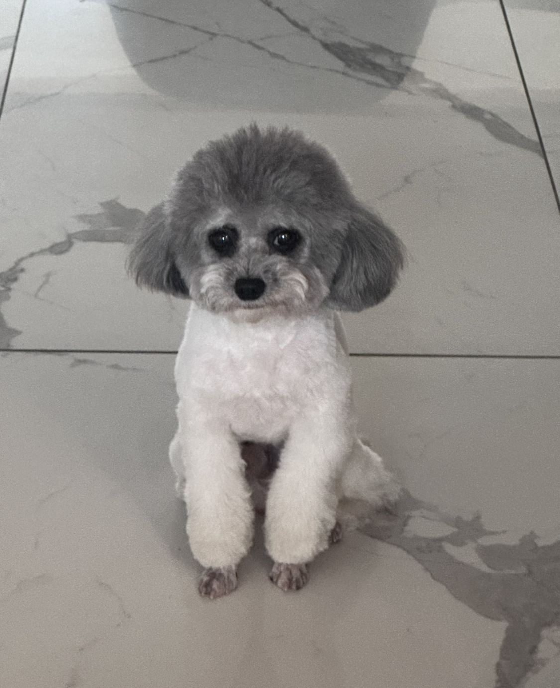 Tian Tian the dog